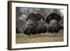 Wild Turkeys Males in Display-null-Framed Photographic Print