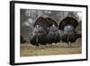 Wild Turkeys Males in Display-null-Framed Photographic Print