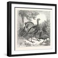 Wild Turkeys-null-Framed Giclee Print