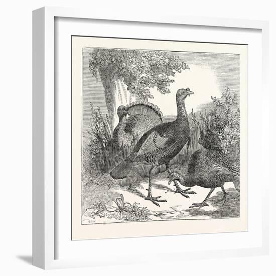 Wild Turkeys-null-Framed Giclee Print