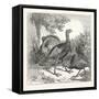 Wild Turkeys-null-Framed Stretched Canvas