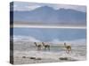 Wild Vicunas on Borax Mineral Flats, with Mineral Flat Margin, Bolivia-Tony Waltham-Stretched Canvas