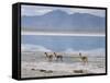 Wild Vicunas on Borax Mineral Flats, with Mineral Flat Margin, Bolivia-Tony Waltham-Framed Stretched Canvas