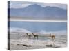 Wild Vicunas on Borax Mineral Flats, with Mineral Flat Margin, Bolivia-Tony Waltham-Stretched Canvas