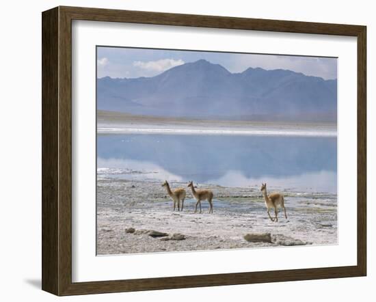 Wild Vicunas on Borax Mineral Flats, with Mineral Flat Margin, Bolivia-Tony Waltham-Framed Photographic Print