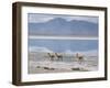 Wild Vicunas on Borax Mineral Flats, with Mineral Flat Margin, Bolivia-Tony Waltham-Framed Photographic Print