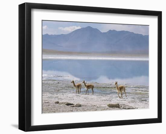 Wild Vicunas on Borax Mineral Flats, with Mineral Flat Margin, Bolivia-Tony Waltham-Framed Photographic Print