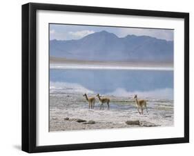 Wild Vicunas on Borax Mineral Flats, with Mineral Flat Margin, Bolivia-Tony Waltham-Framed Photographic Print