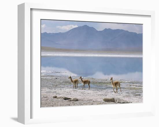 Wild Vicunas on Borax Mineral Flats, with Mineral Flat Margin, Bolivia-Tony Waltham-Framed Photographic Print