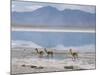 Wild Vicunas on Borax Mineral Flats, with Mineral Flat Margin, Bolivia-Tony Waltham-Mounted Photographic Print