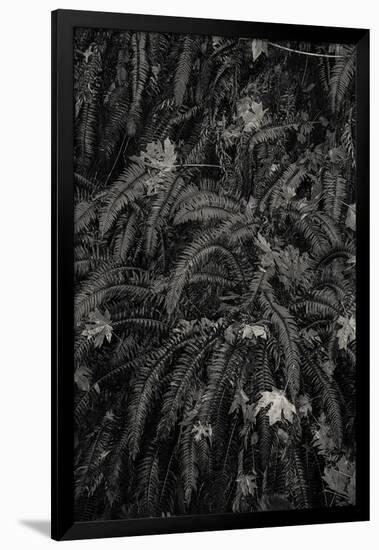 Wild Views-Andrew Geiger-Framed Giclee Print