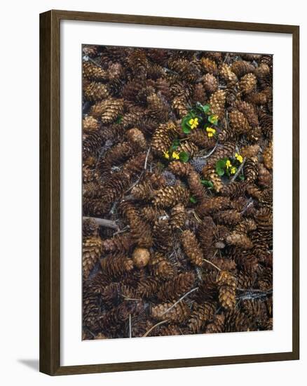 Wild Violas and Spruce Cones-Steve Terrill-Framed Photographic Print