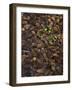 Wild Violas and Spruce Cones-Steve Terrill-Framed Photographic Print