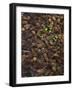 Wild Violas and Spruce Cones-Steve Terrill-Framed Photographic Print