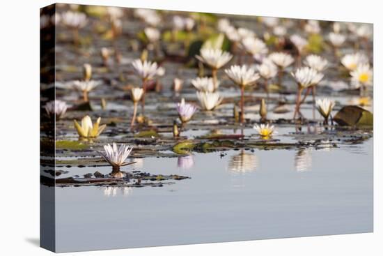 Wild Water Lilies-Michele Westmorland-Stretched Canvas