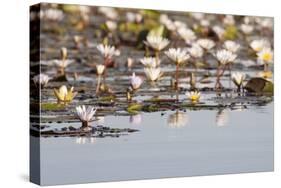 Wild Water Lilies-Michele Westmorland-Stretched Canvas