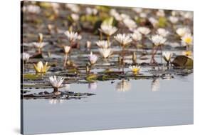 Wild Water Lilies-Michele Westmorland-Stretched Canvas