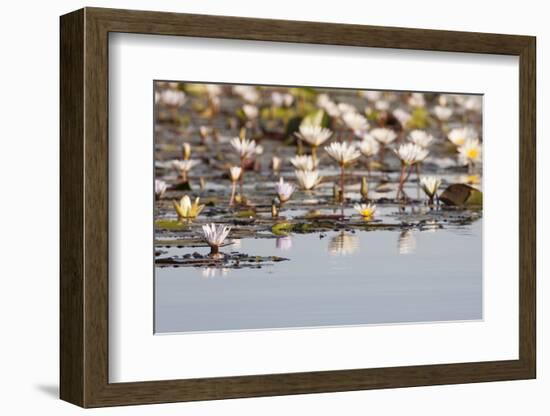 Wild Water Lilies-Michele Westmorland-Framed Photographic Print