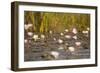 Wild Water Lilies-Michele Westmorland-Framed Photographic Print