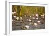 Wild Water Lilies-Michele Westmorland-Framed Photographic Print