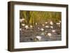 Wild Water Lilies-Michele Westmorland-Framed Photographic Print