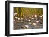 Wild Water Lilies-Michele Westmorland-Framed Photographic Print