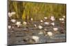 Wild Water Lilies-Michele Westmorland-Mounted Photographic Print