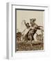 Wild West Show Performer Holds Aloft A Coiled Rope As His Horse Rears Up On His Hind Feet.-null-Framed Art Print