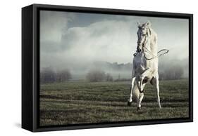 Wild White Horse-conrado-Framed Stretched Canvas