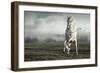 Wild White Horse-conrado-Framed Photographic Print