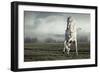 Wild White Horse-conrado-Framed Photographic Print