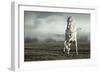 Wild White Horse-conrado-Framed Photographic Print