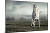 Wild White Horse-conrado-Mounted Photographic Print