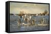 Wild White Horses, Camargue, France, Europe-Janette Hill-Framed Stretched Canvas