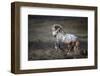 Wild Wild West-Verdon-Framed Photographic Print