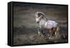 Wild Wild West-Verdon-Framed Stretched Canvas