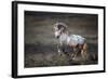 Wild Wild West-Verdon-Framed Photographic Print