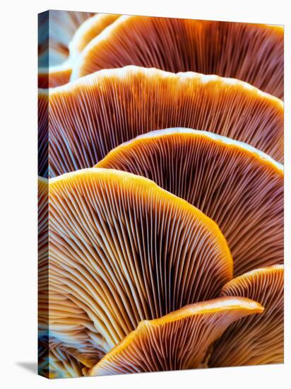 Wild Winter Forest Tree Mushroom in the Woods of Bavaria in Germany. Picture of the Fungi with Love-Andreas Zerndl-Stretched Canvas