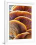 Wild Winter Forest Tree Mushroom in the Woods of Bavaria in Germany. Picture of the Fungi with Love-Andreas Zerndl-Framed Photographic Print