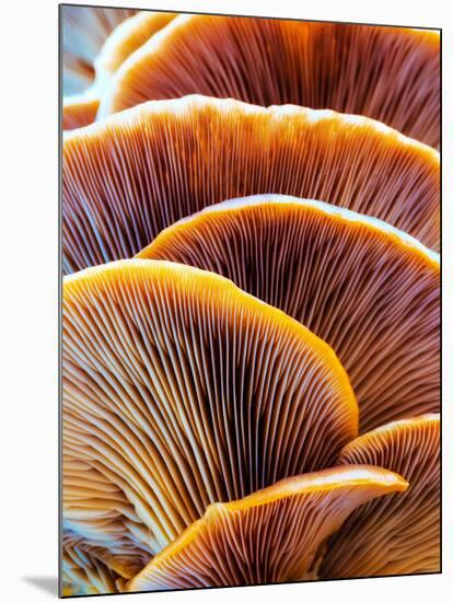 Wild Winter Forest Tree Mushroom in the Woods of Bavaria in Germany. Picture of the Fungi with Love-Andreas Zerndl-Mounted Photographic Print