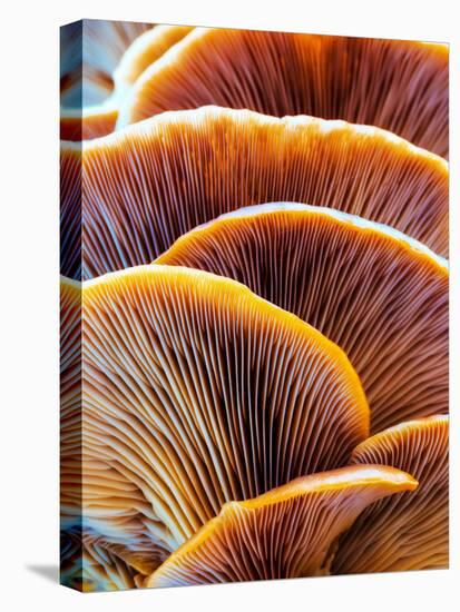 Wild Winter Forest Tree Mushroom in the Woods of Bavaria in Germany. Picture of the Fungi with Love-Andreas Zerndl-Stretched Canvas