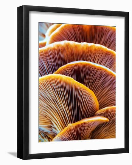 Wild Winter Forest Tree Mushroom in the Woods of Bavaria in Germany. Picture of the Fungi with Love-Andreas Zerndl-Framed Photographic Print