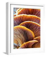 Wild Winter Forest Tree Mushroom in the Woods of Bavaria in Germany. Picture of the Fungi with Love-Andreas Zerndl-Framed Photographic Print