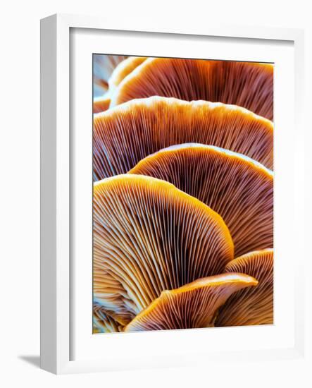 Wild Winter Forest Tree Mushroom in the Woods of Bavaria in Germany. Picture of the Fungi with Love-Andreas Zerndl-Framed Photographic Print