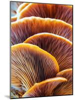 Wild Winter Forest Tree Mushroom in the Woods of Bavaria in Germany. Picture of the Fungi with Love-Andreas Zerndl-Mounted Photographic Print