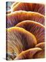 Wild Winter Forest Tree Mushroom in the Woods of Bavaria in Germany. Picture of the Fungi with Love-Andreas Zerndl-Stretched Canvas