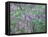 Wild Wisteria-null-Framed Stretched Canvas