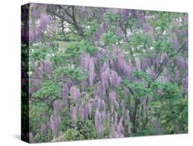 Wild Wisteria-null-Stretched Canvas