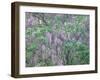 Wild Wisteria-null-Framed Photographic Print