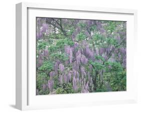 Wild Wisteria-null-Framed Photographic Print